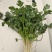 贵州安顺新鲜供应香菜可视频看货品质有保障量大从优