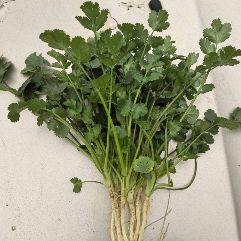 贵州安顺新鲜供应香菜可视频看货品质有保障量大从优
