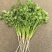 贵州安顺新鲜供应香菜可视频看货品质有保障量大从优