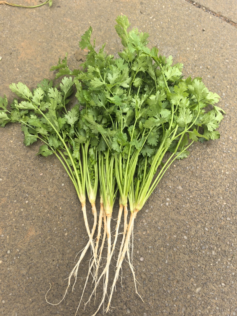 贵州安顺新鲜供应香菜可视频看货品质有保障量大从优