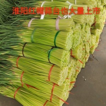 红帽蒜台