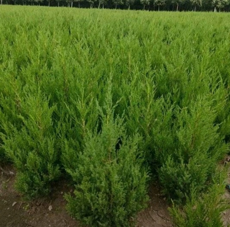 塔柏苗圃直发，保质保量，价格便宜，诚信经营，欢迎来电