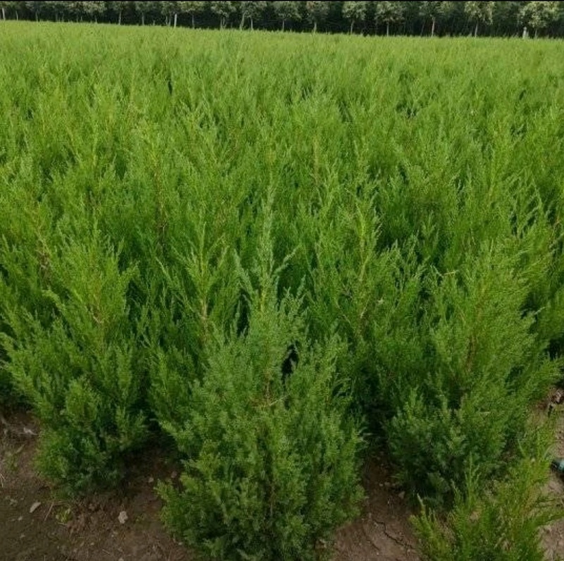 塔柏苗圃直发，保质保量，价格便宜，诚信经营，欢迎来电