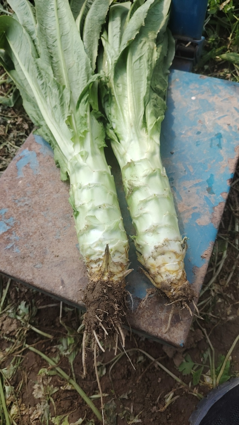 陆地货莴苣大量上市有需要的老板和我联系电商货市场货都有
