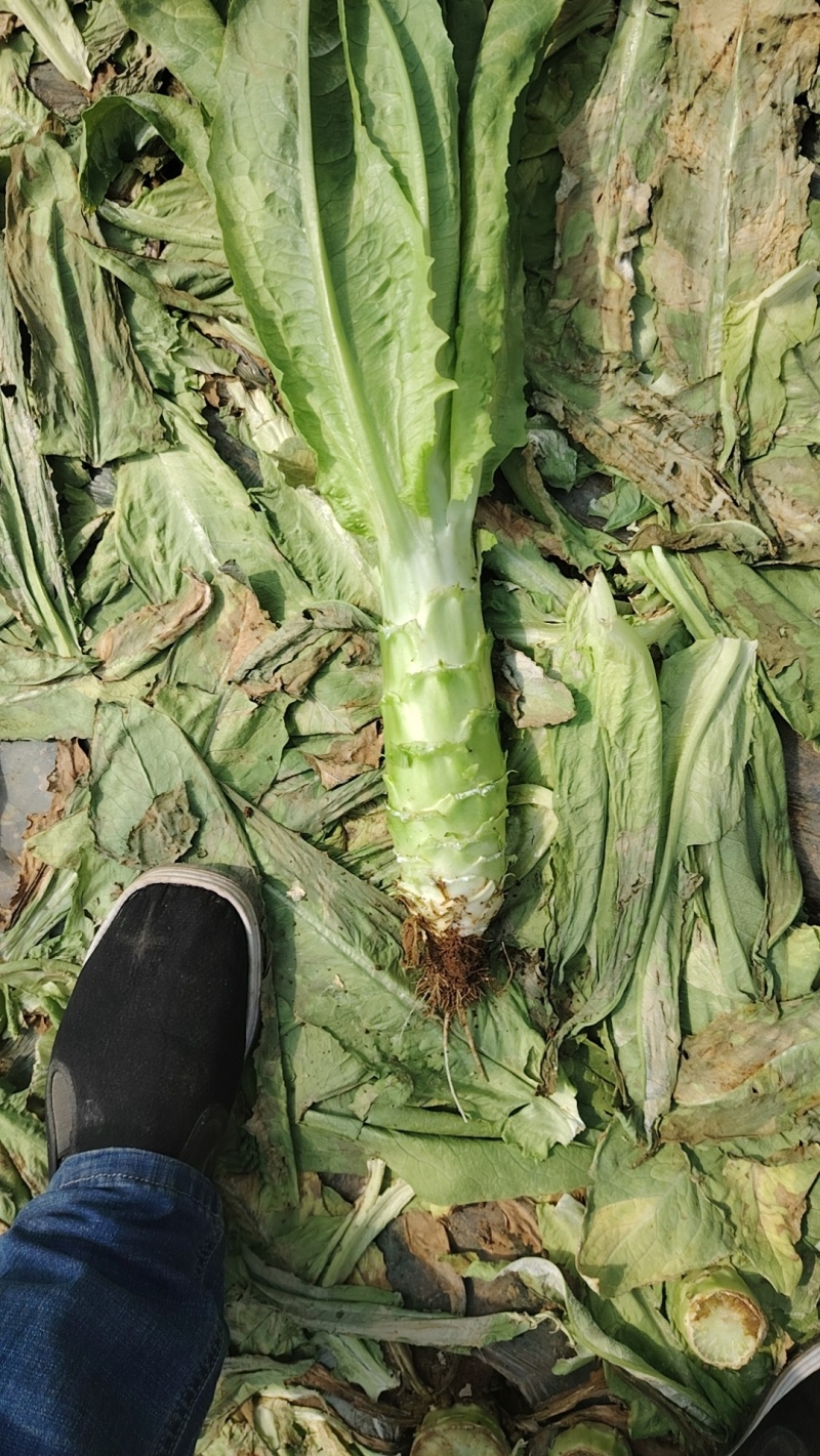 陆地货莴苣大量上市有需要的老板和我联系电商货市场货都有