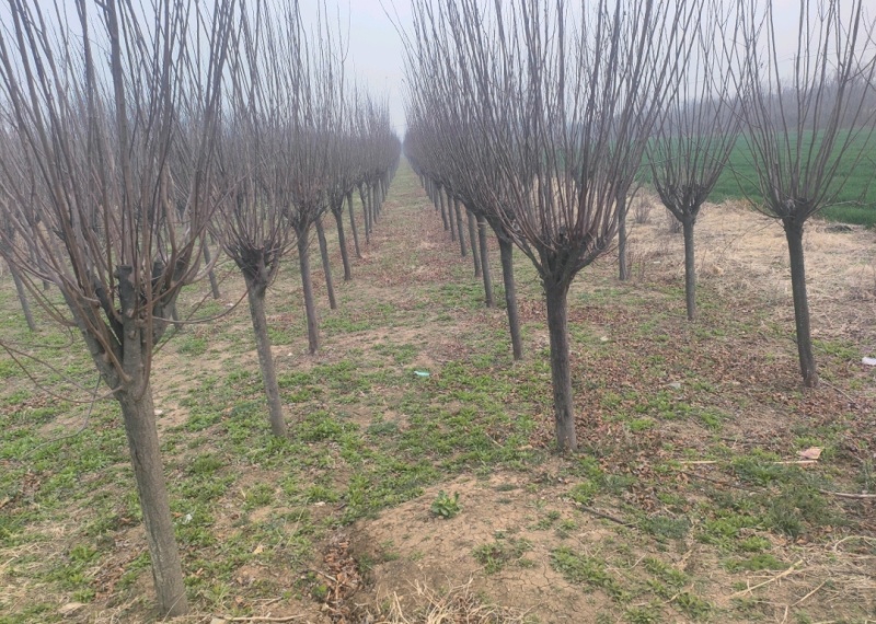 紫叶李苗圃基地直发，诚信经营，量大从优，可视频选苗