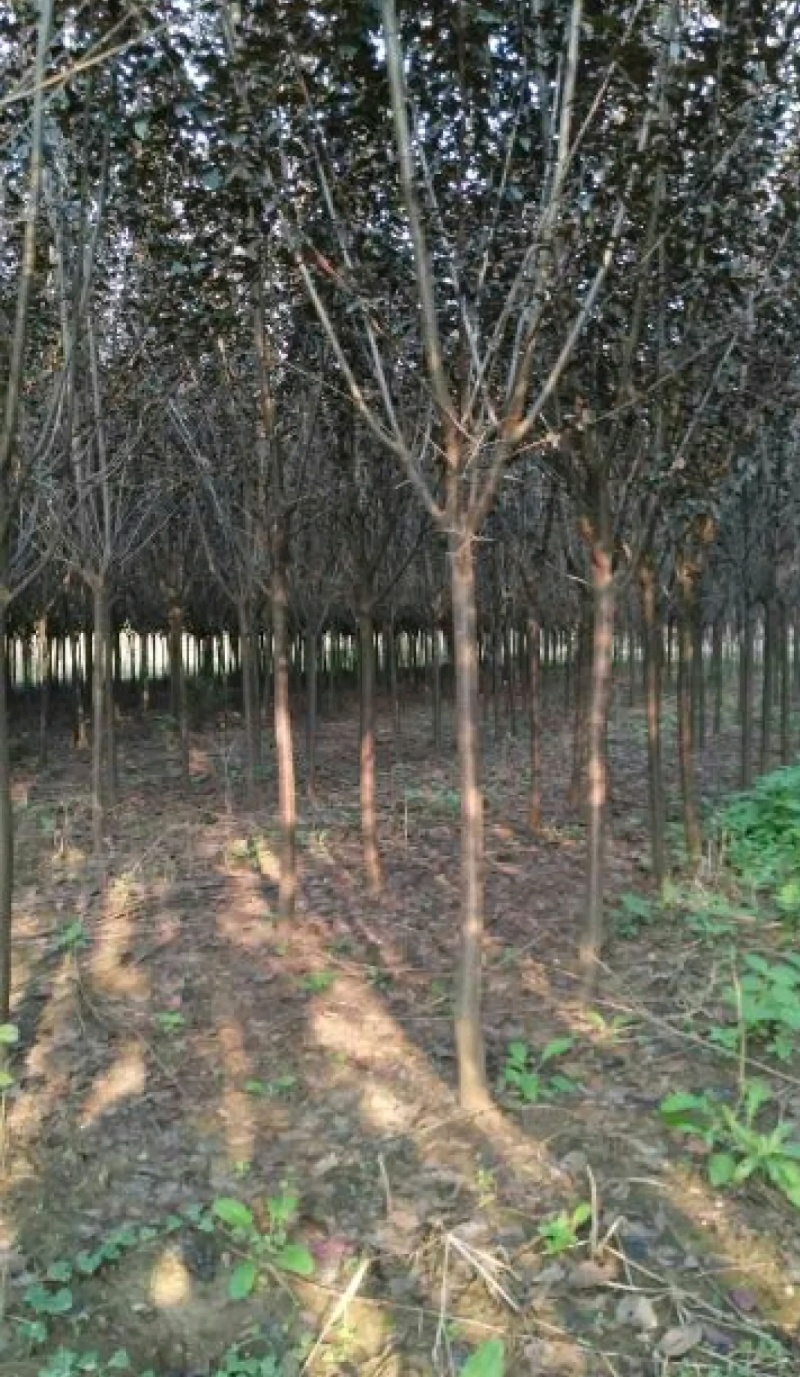 紫叶李苗圃基地直发，诚信经营，量大从优，可视频选苗