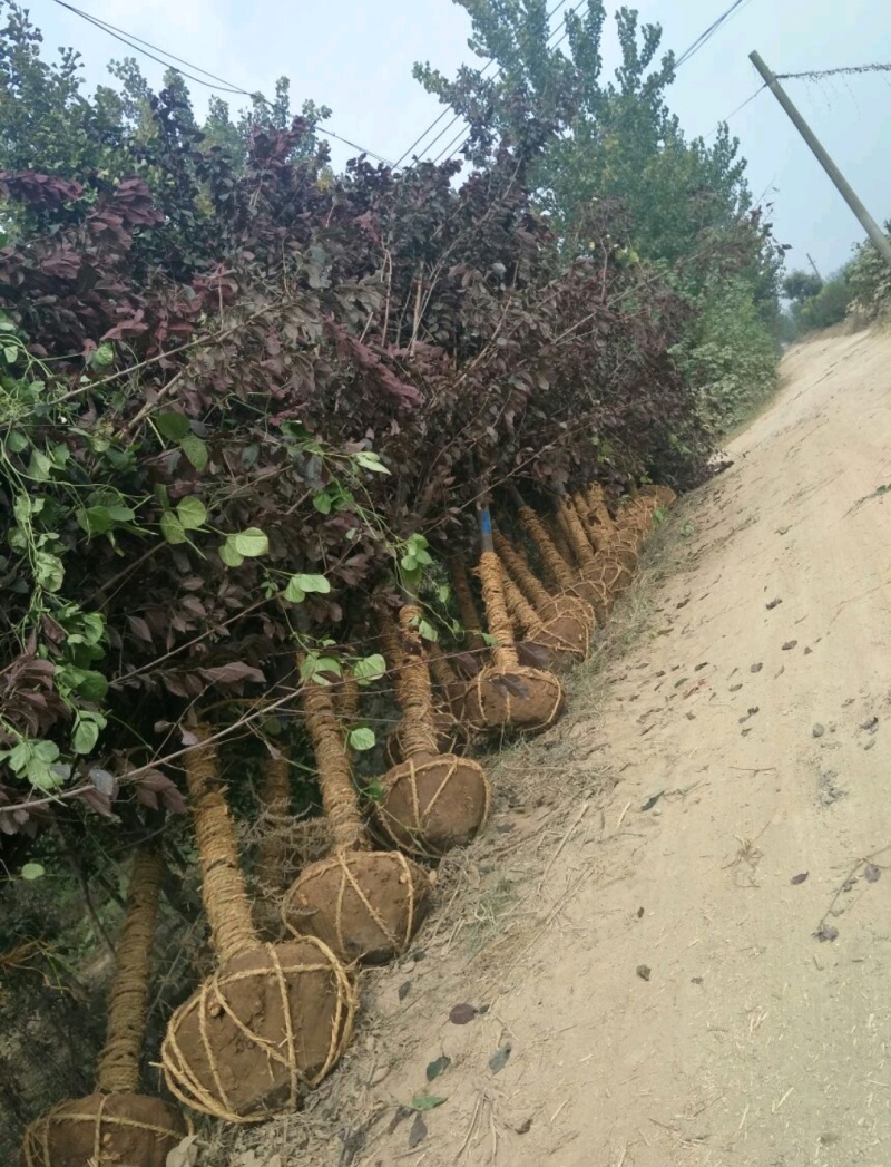 紫叶李苗圃基地直发，诚信经营，量大从优，可视频选苗