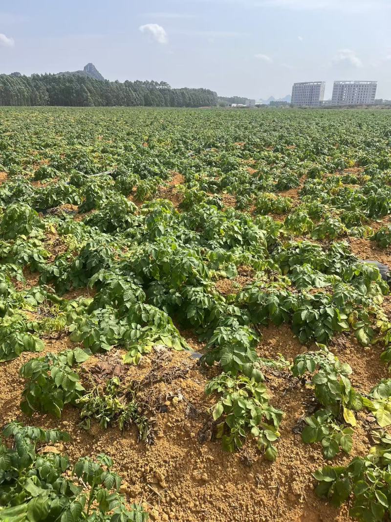 红土地土豆黄心土豆产地直发可大吨位对接市场批发