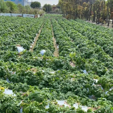 土豆大量上市一手货源自家种植