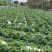 土豆大量上市一手货源自家种植