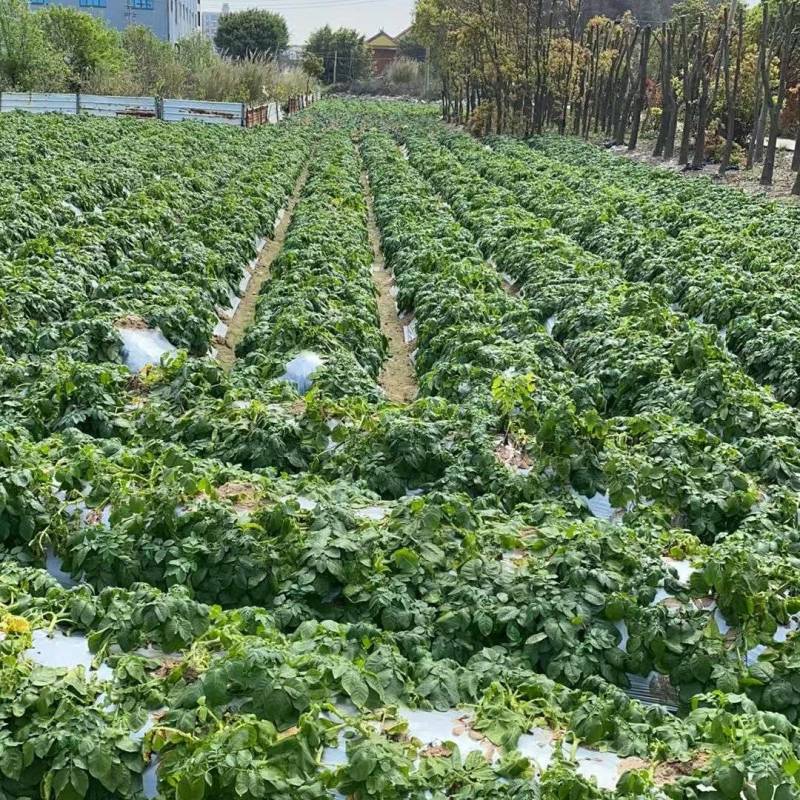土豆大量上市一手货源自家种植