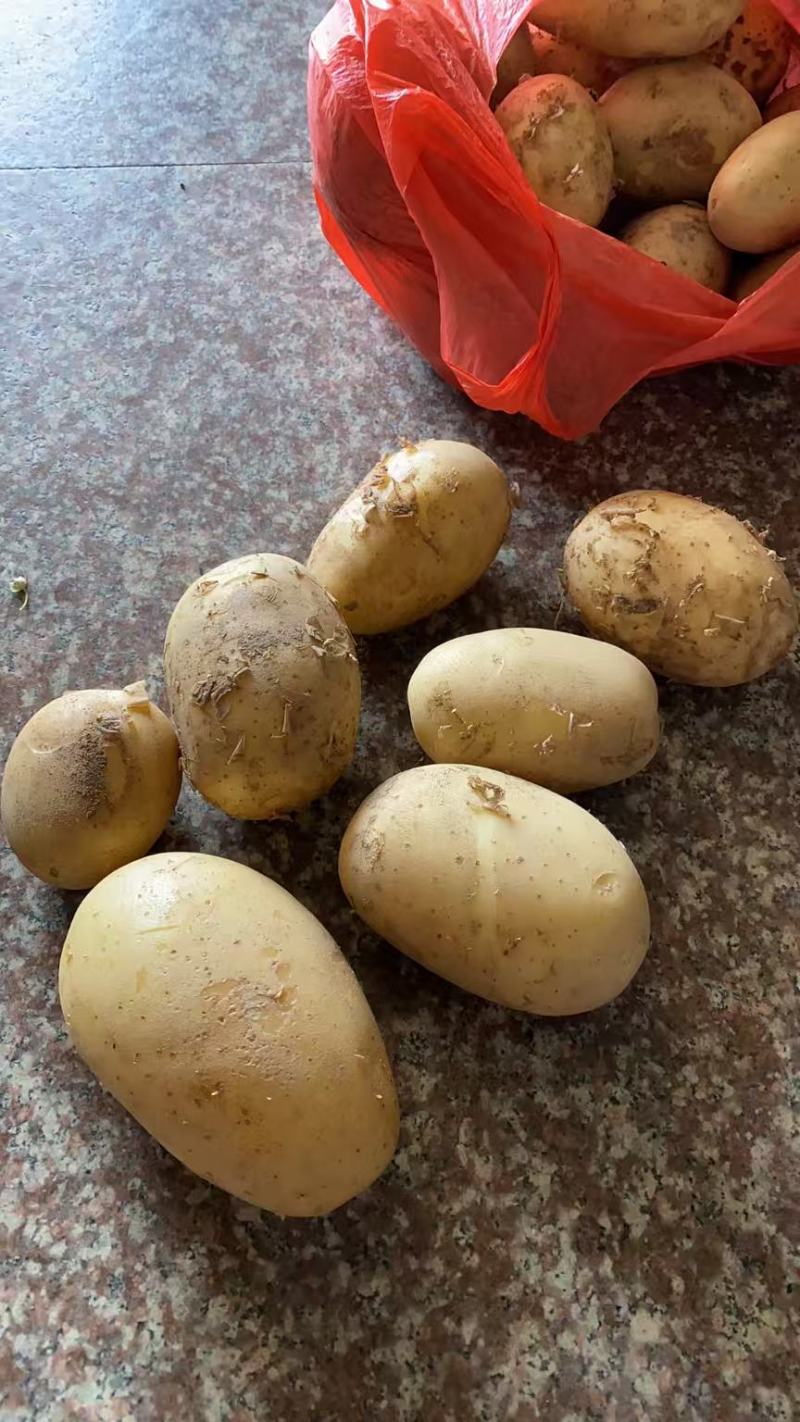土豆大量上市一手货源自家种植