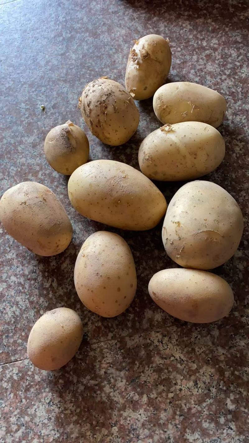 土豆大量上市一手货源自家种植