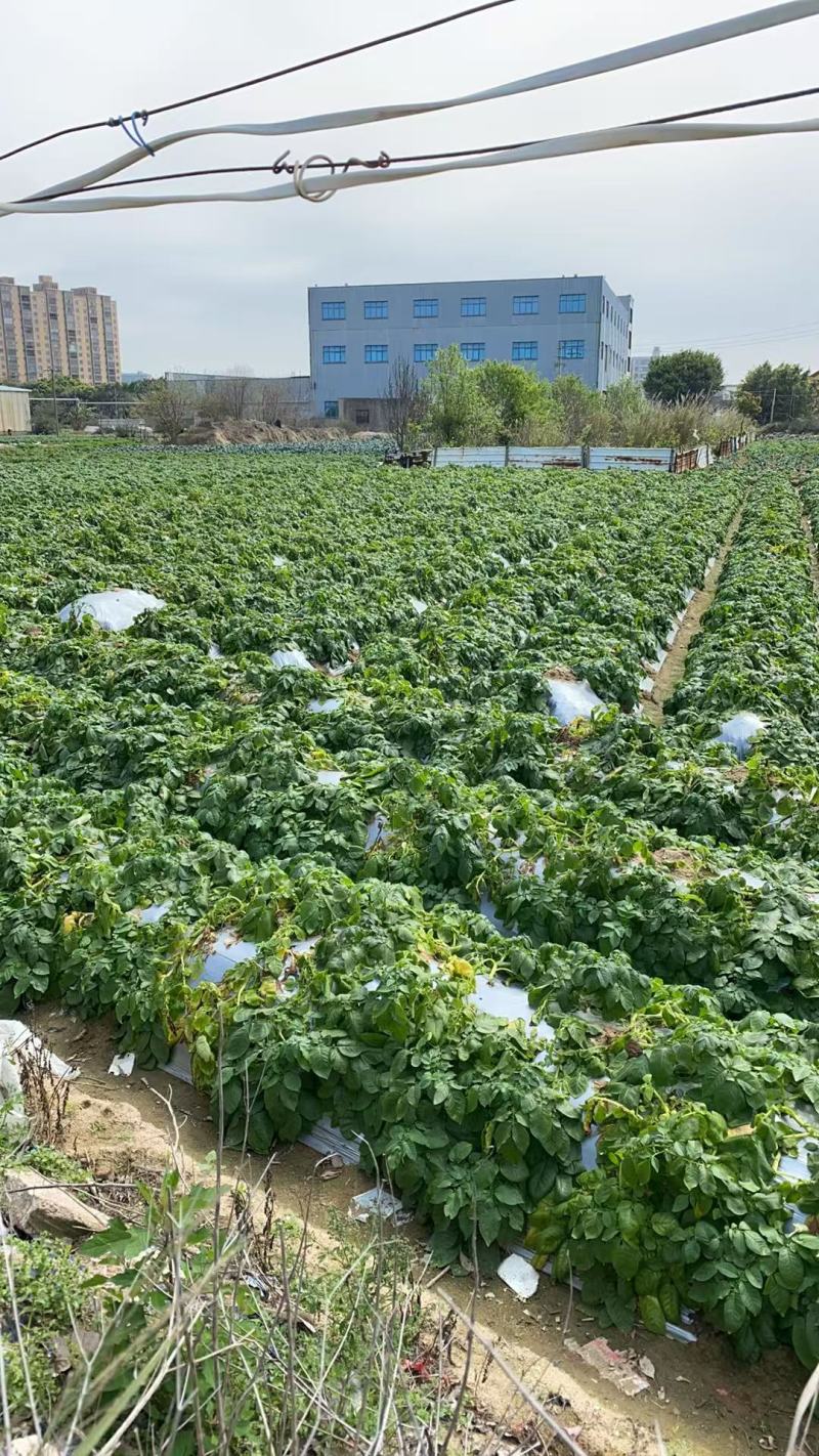 土豆大量上市一手货源自家种植