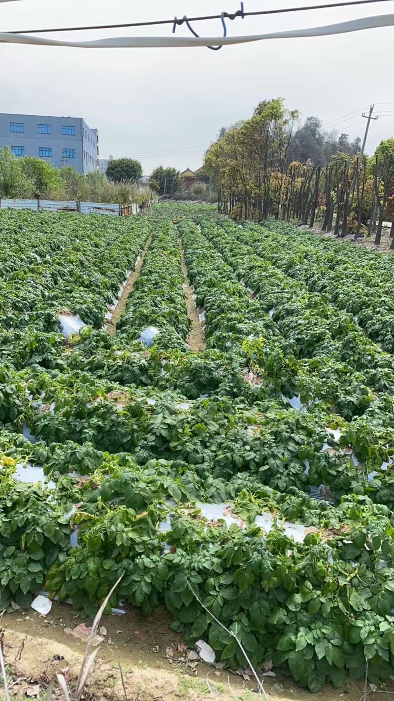 土豆大量上市一手货源自家种植