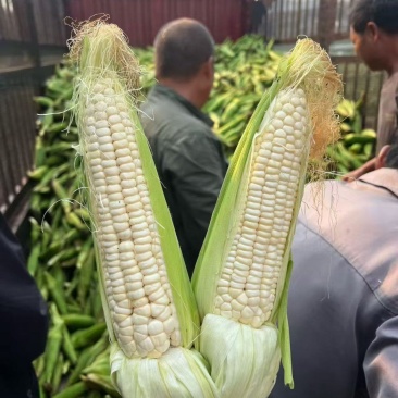 精品玉米，大量有货！需要的联系