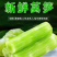 河南莴笋，红叶香莴苣，基地直供，量大优惠，欢迎咨询~