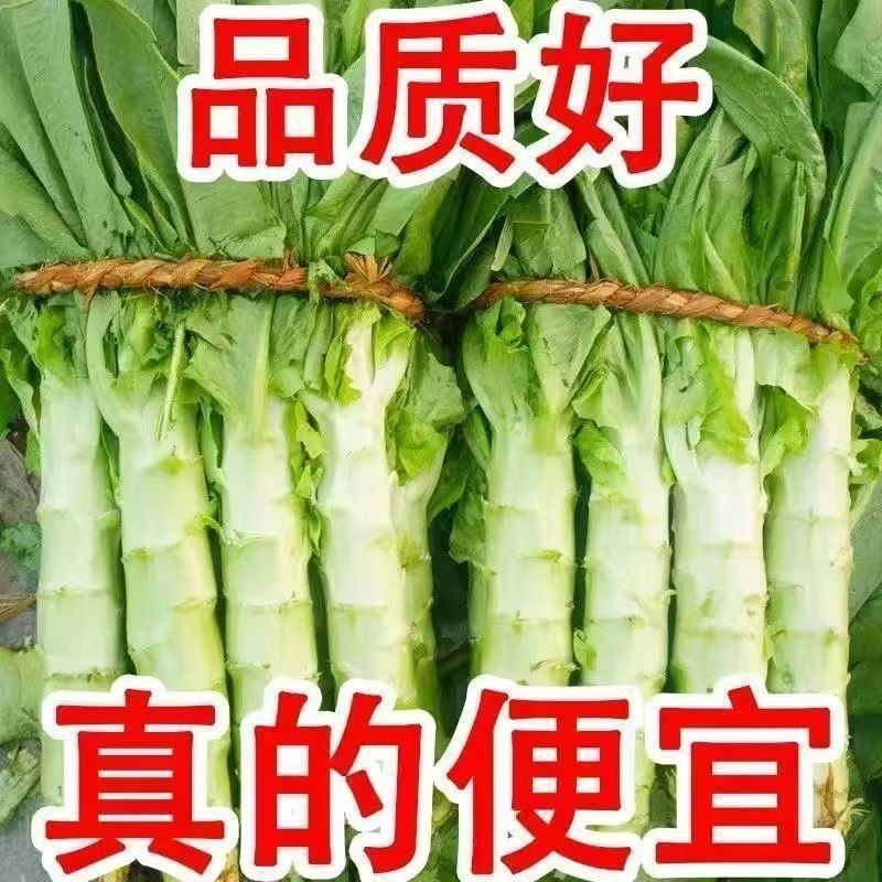 河南莴笋，红叶香莴苣，基地直供，量大优惠，欢迎咨询~