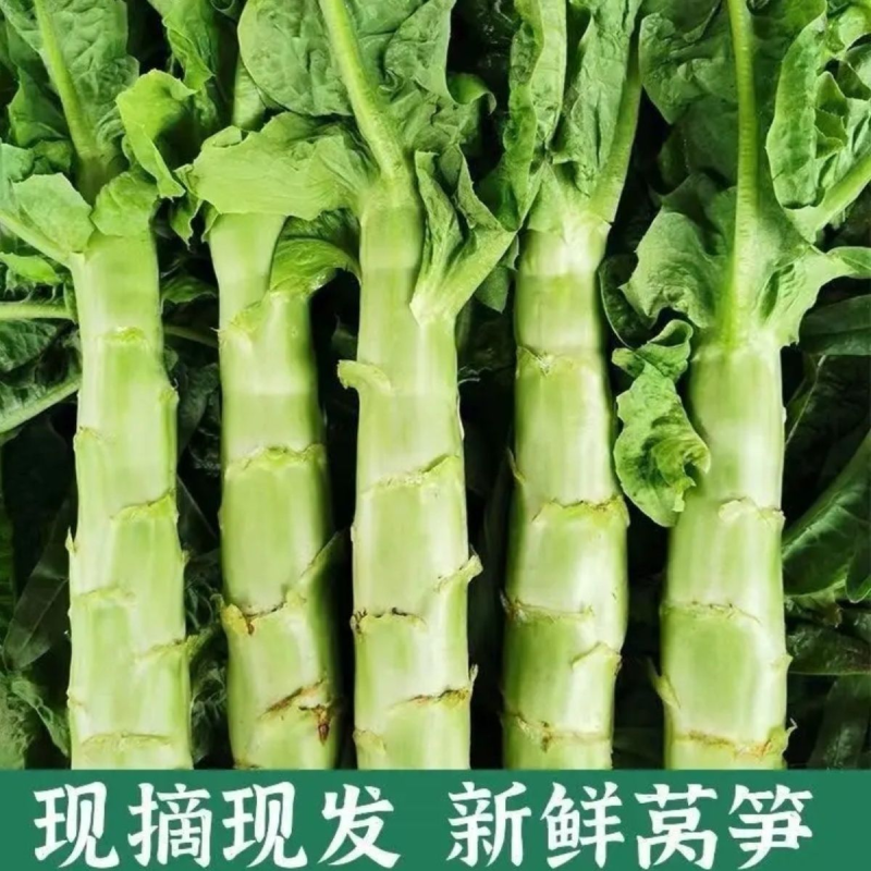 河南莴笋，红叶香莴苣，基地直供，量大优惠，欢迎咨询~