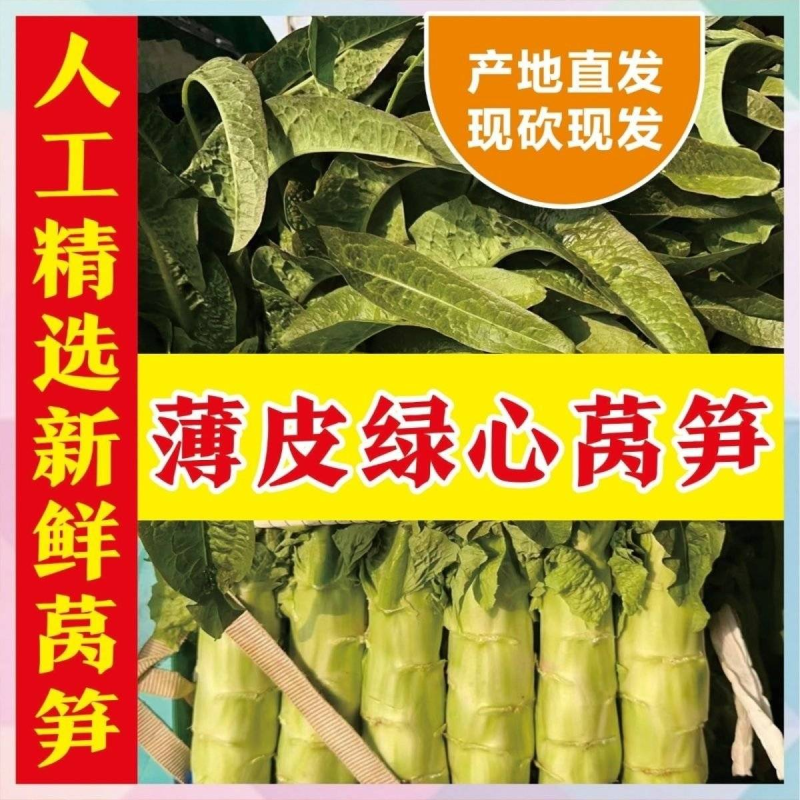 河南莴笋，红叶香莴苣，基地直供，量大优惠，欢迎咨询~