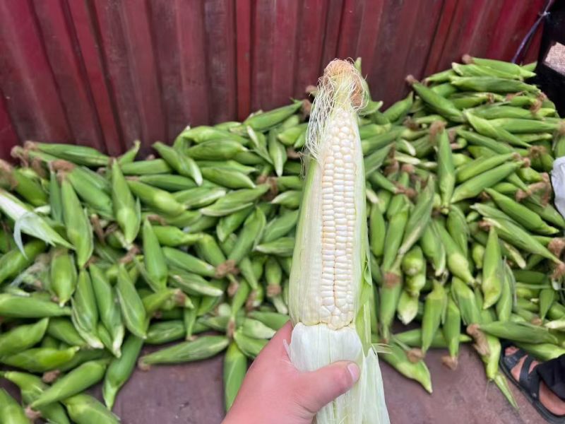 精品玉米，大量有货！需要的联系