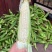 精品玉米，大量有货！需要的联系