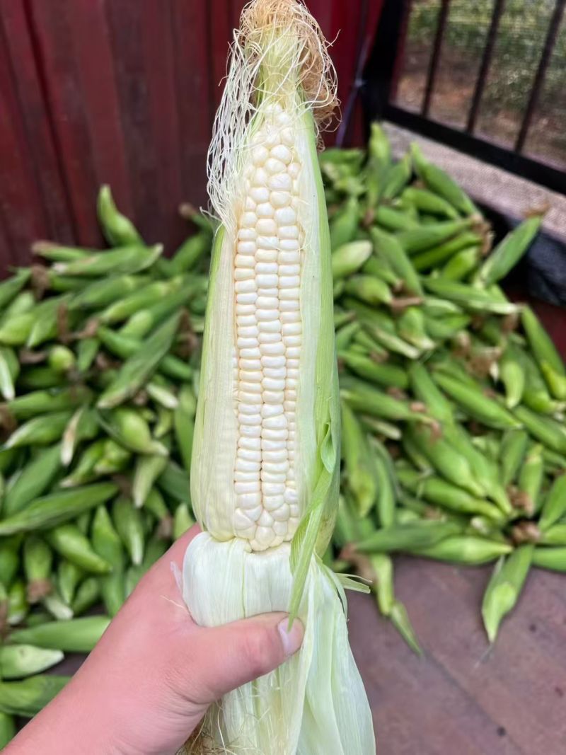 精品玉米，大量有货！需要的联系