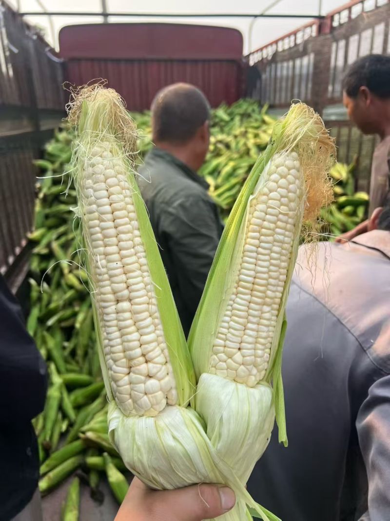 精品玉米，大量有货！需要的联系