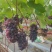 云南葡萄苿莉香葡萄品质优良量大优惠欢迎咨询采购
