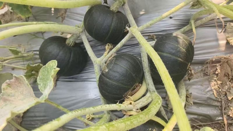 贝贝南瓜大量上市欢迎来电采购批发价格可谈