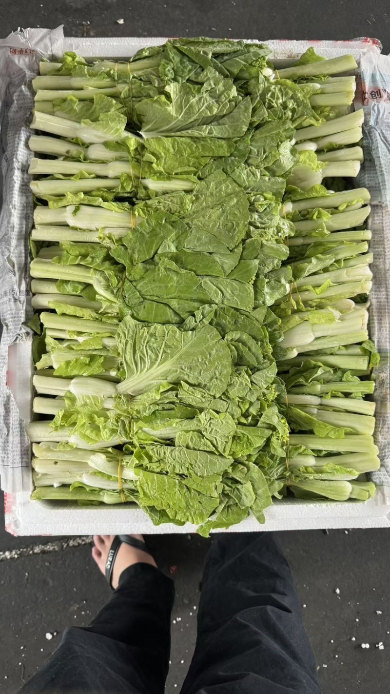 广东，广州，东莞，汕头，当天卖完，一车一结，滴滴我