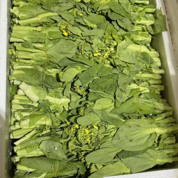 广东，广州，东莞，汕头，当天卖完，一车一结，滴滴我