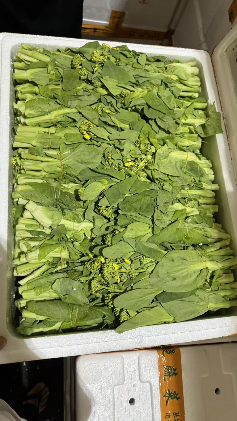 广东，广州，东莞，汕头，当天卖完，一车一结，滴滴我