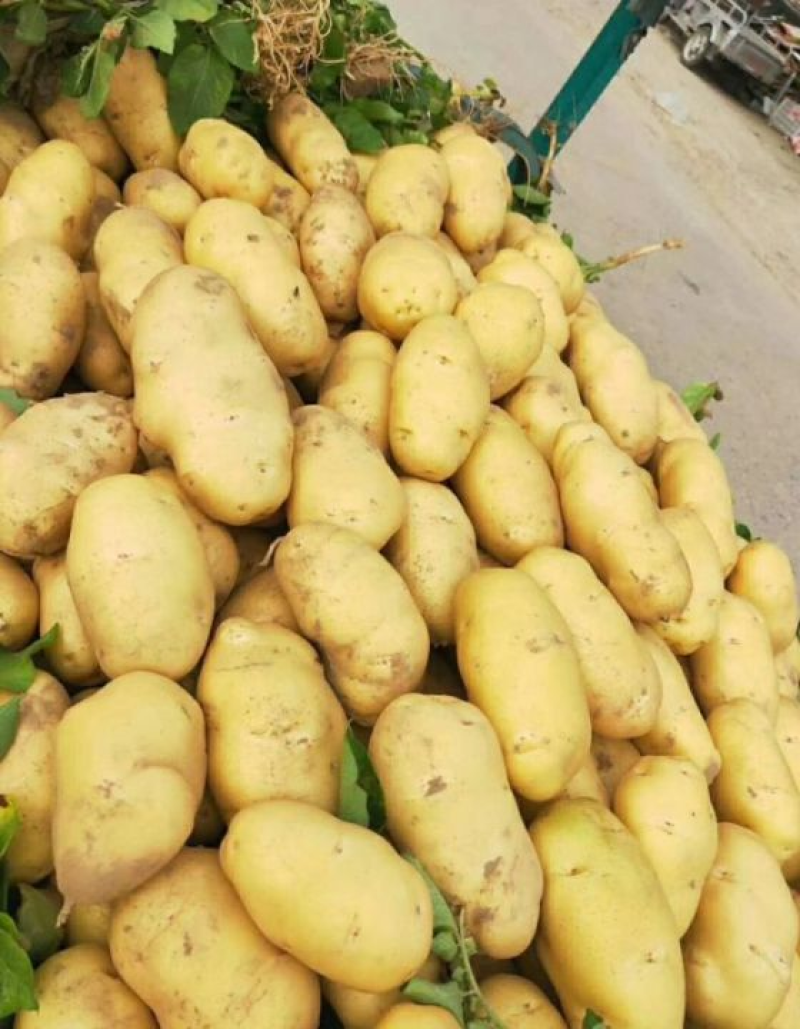 《荐》沃土5号河南精品土豆产地直销价格可议欢迎来选购