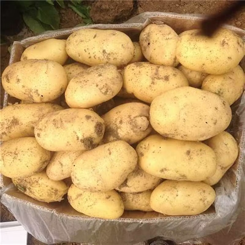《荐》沃土5号河南精品土豆产地直销价格可议欢迎来选购