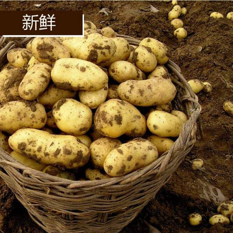 《荐》沃土5号河南精品土豆产地直销价格可议欢迎来选购