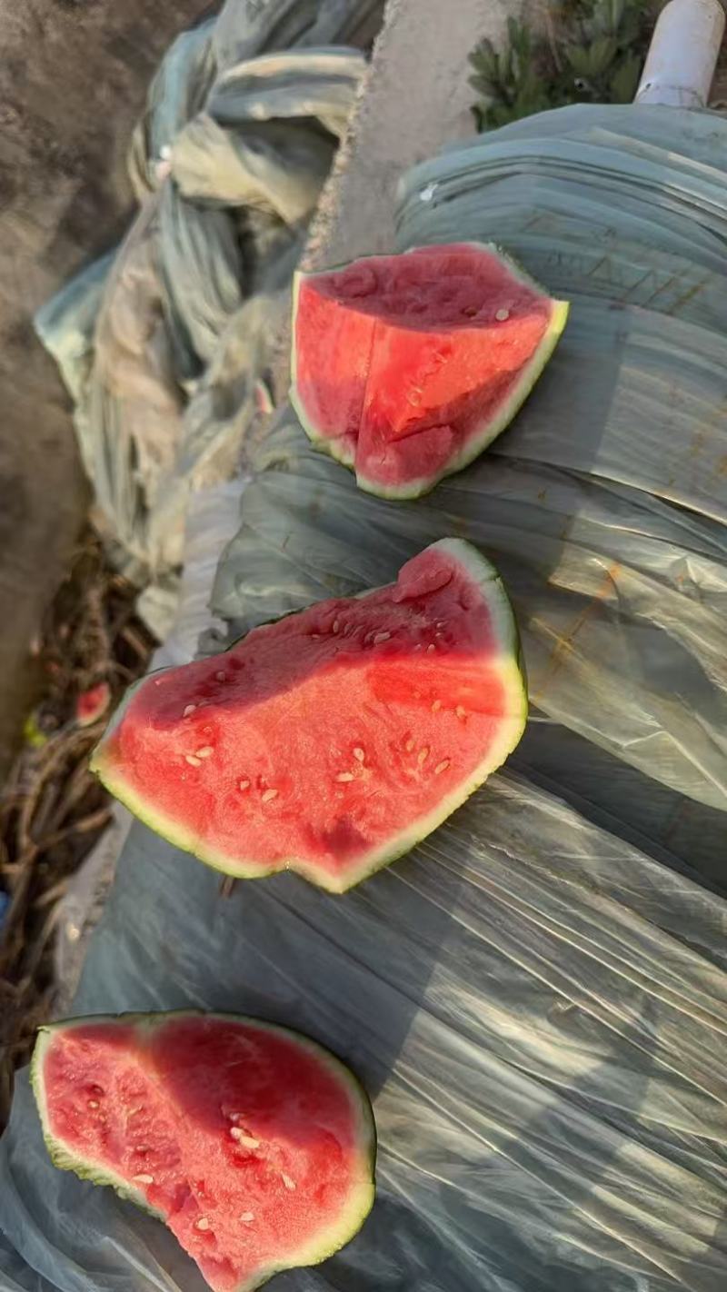 无籽美都麒麟瓜，产地直发，全国供应，可视频看货，欢迎来电