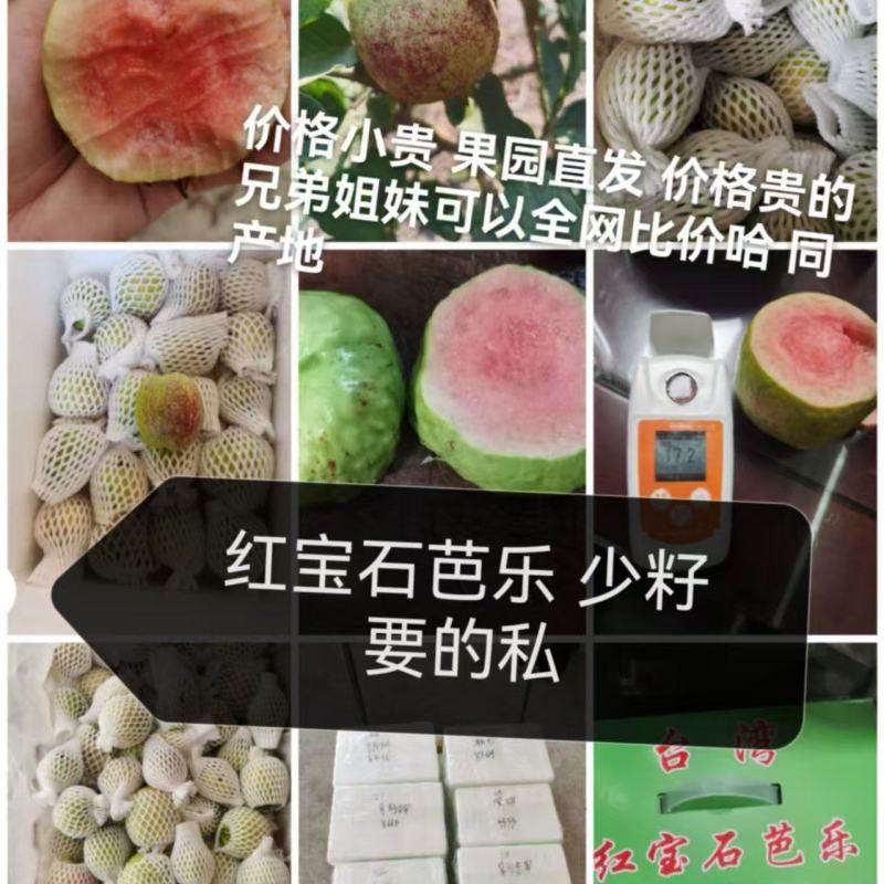 红宝石芭乐番石榴少籽系列