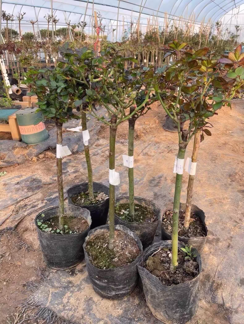 树状月季1～9公分粗树形好专业种植基地