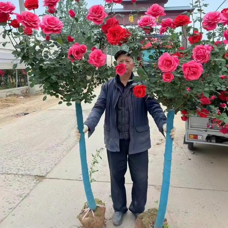 树状月季1～9公分粗树形好专业种植基地