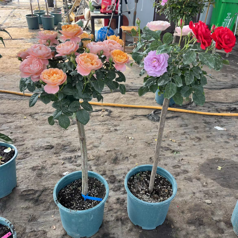 树状月季1～9公分粗树形好专业种植基地