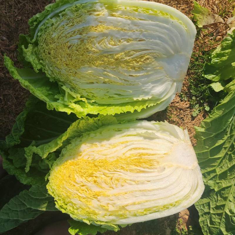 大白菜