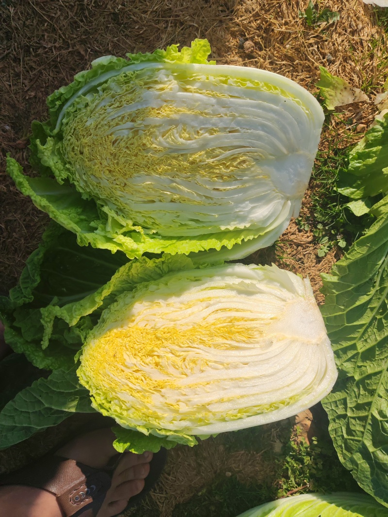 大白菜