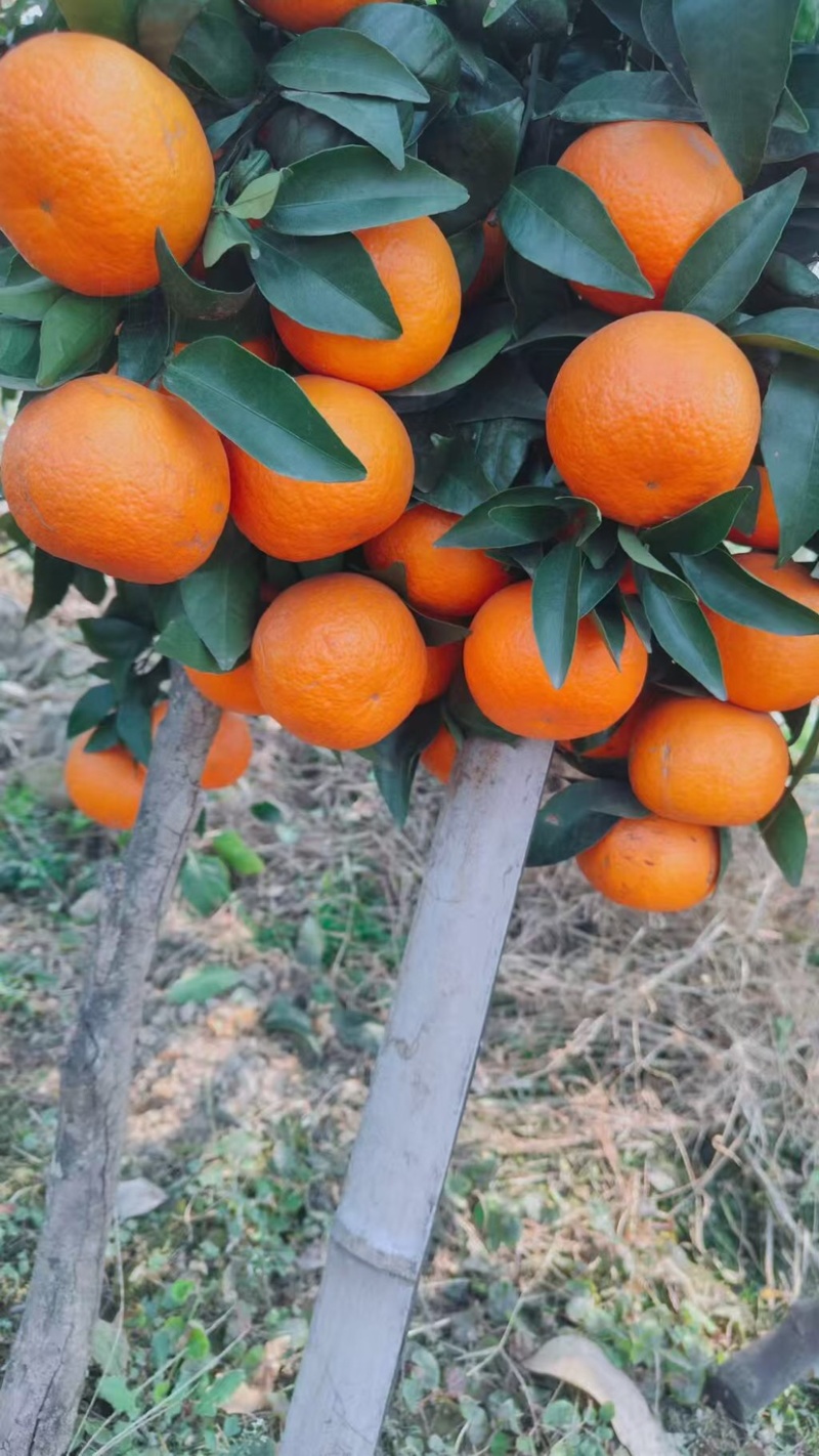 沃柑