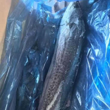 特级精品鲅鱼，冻化鲜专用每条1000g/1300g
