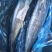 特级精品鲅鱼，冻化鲜专用每条1000g/1300g