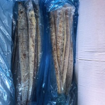 3.5两带鱼发黄出油了，饲料价格出