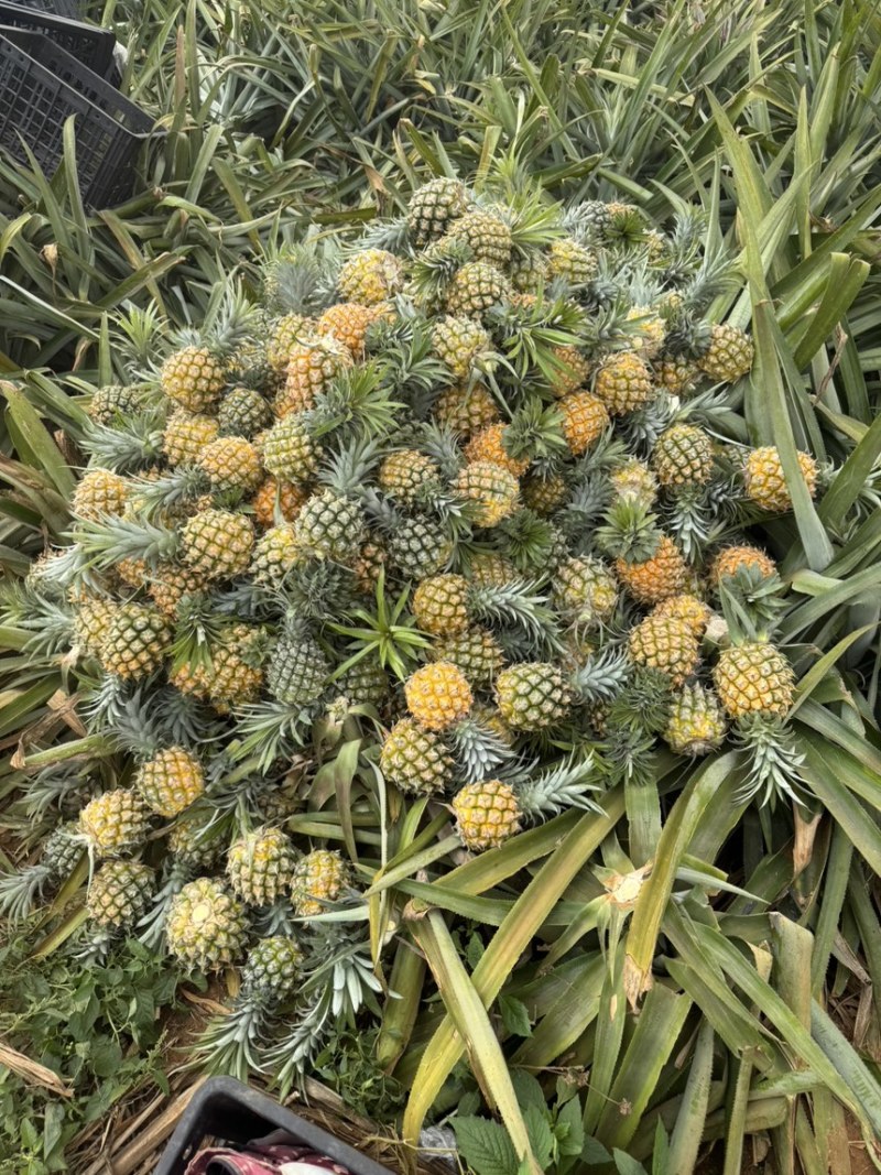 迷你小菠萝，果肉金黄质量好电商果电商滴滴价格好谈只做质量