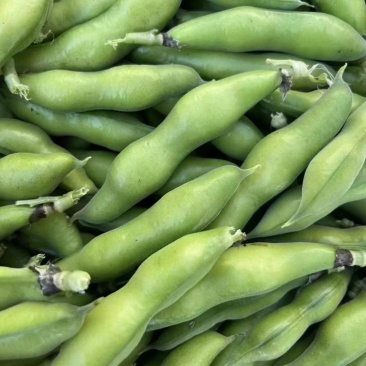 【推荐】四川本地大白胡豆供应各级批发市场大型商超